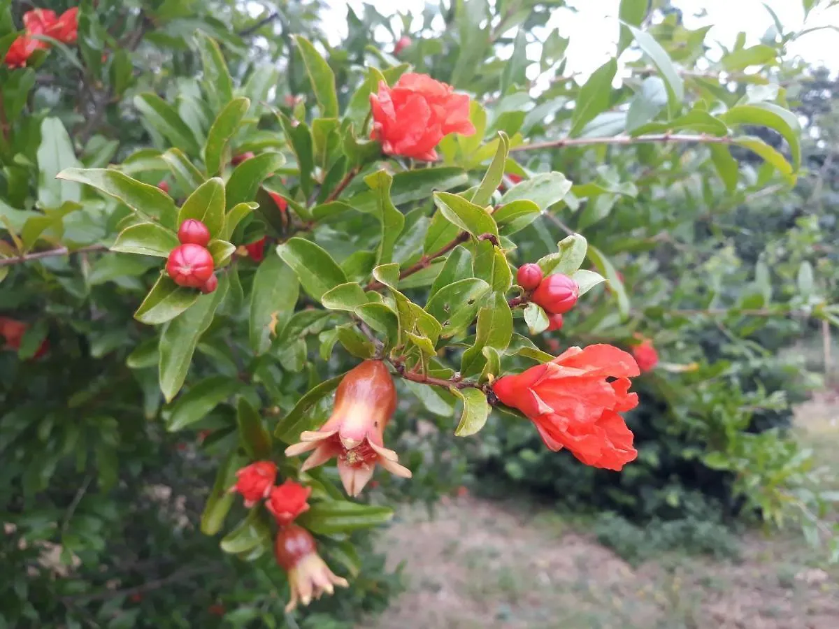 公寓 Vito & Maria Eco Friendly Accommodation 班约勒 克罗地亚